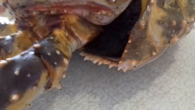 Крабик смотреть онлайн