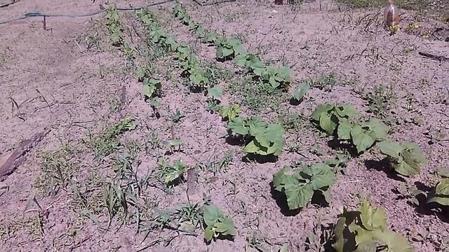 ФАСОЛЬ В ОТКРЫТОМ ГРУНТЕ. ВСХОДЫ. смотреть онлайн