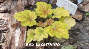 Моя кроха гейхера сорт Red lighting окрас листьев в сентябре