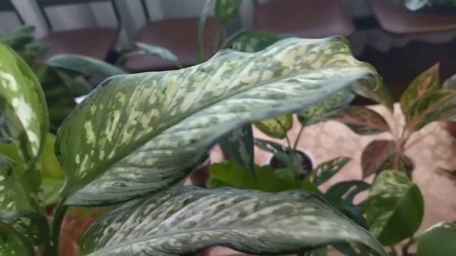 Выставка комнатных растений. ДК Железнодорожников. 22 октября. смотреть онлайн