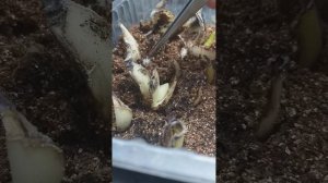 Размножение гиацинтов чашуйками. Часть 1.