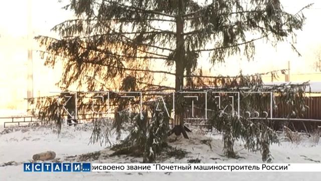 Ноябрьский ледяной ливень испортил новогодние ёлки смотреть онлайн