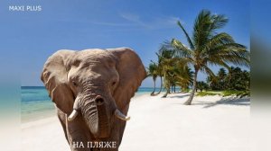 ✅ 15 Звуков «Звук Слона» за 30 секунд.