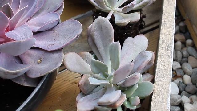 Home Depot Plant, Succulent Shopping, Haul #11, Vertical Gardening Heart Shaped Wooden Planter смотреть онлайн