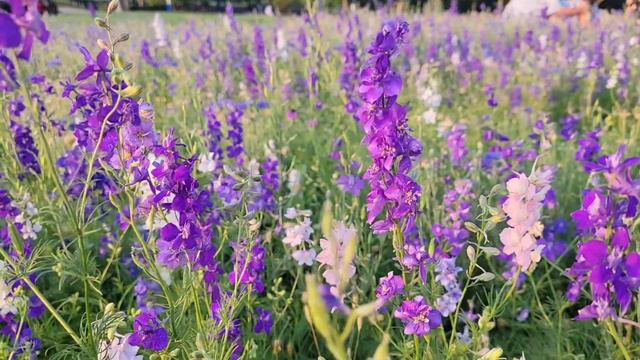 Lavender field in Texas смотреть онлайн