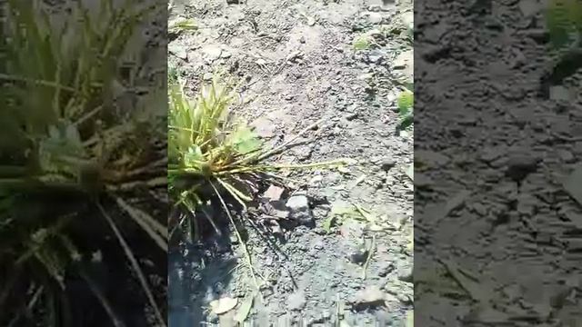 Как правильно обрезать листья у клубнике смотреть онлайн