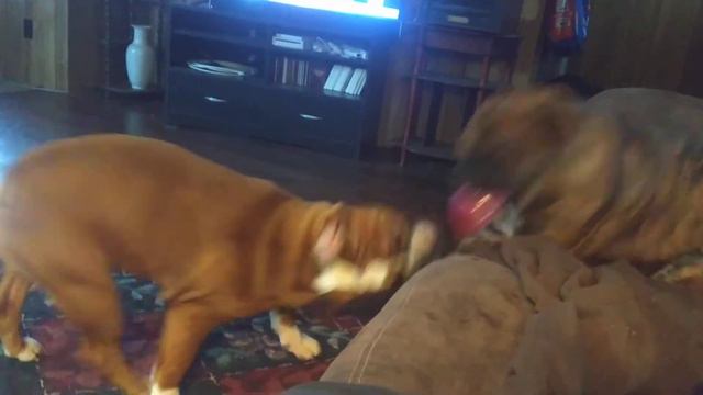 Olde English bulldogs playing смотреть онлайн