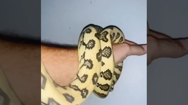 Timothy my beautiful coastal carpet python смотреть онлайн