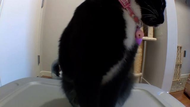 A Camera a Day Keeps The.. Vet Away? - Cat Breaks Security Cameras DAILY! смотреть онлайн