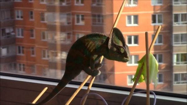 хамелеон охотится на мух