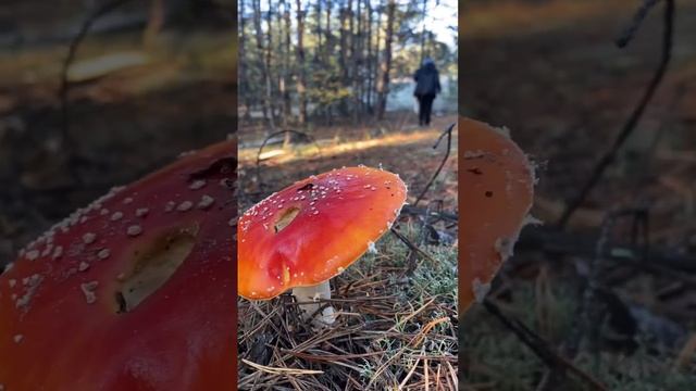 Выехали в лес погулять и собрать грибы?#животные#собака#лес #природа#грибы #хочуврек #вреки смотреть онлайн