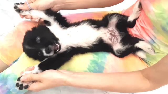 Русскому Спаниелю Зефиру подвязали уши | Уход за собакой смотреть онлайн