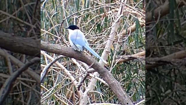 голубая сорока #сорока #azurewingedmagpie #オナガ#птицы #птицывгороде #птица #дикаяптица #birdwatching смотреть онлайн