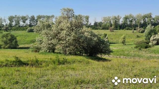 ГРУСТИЛА БЕЛАЯ БЕРЕЗА У ВОРОТ...ПОСЛУШАЙТЕ И ДРУГИЕ МОИ ПЕСНИ... смотреть онлайн