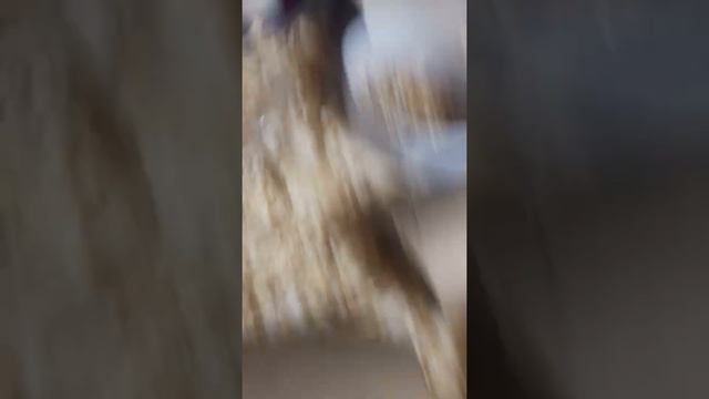 Что нужно если вы решили завести джунгарского хомячка смотреть онлайн