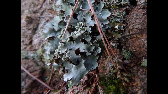 Parmotrema perlatum, commonly known as black stone flower or kalpasi, is a lichen used as spice in смотреть онлайн