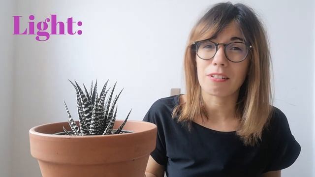 Zebra Haworthia care - Haworthia Fasciata смотреть онлайн