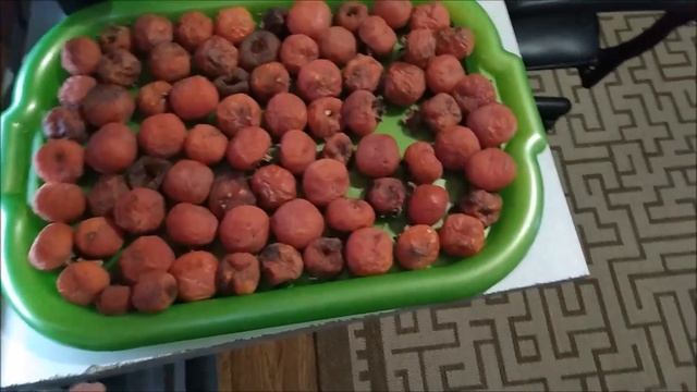 ХУРМА РОССИЯНКА полезные свойства смотреть онлайн