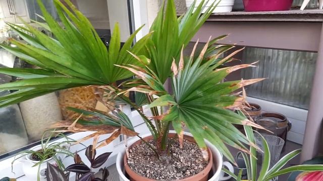 Livistona Rotundifolia