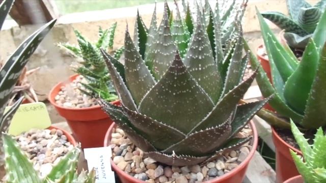 Aloe and Agave Collection 1 (September 2018) смотреть онлайн