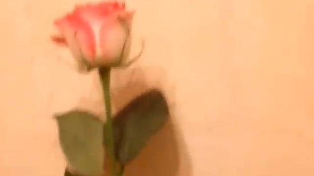 цветы розы смотреть онлайн