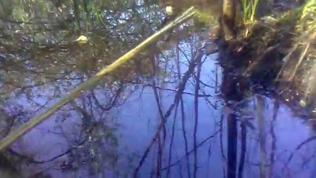 Силок на бобра смотреть онлайн