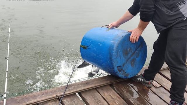 3.06.23 КРХ Белая Дача ,запуск КАНАЛЬНОГО сома ,на все акватории!ВИП - 150 кил.! ОСНОВНОЙ - 202 кил смотреть онлайн