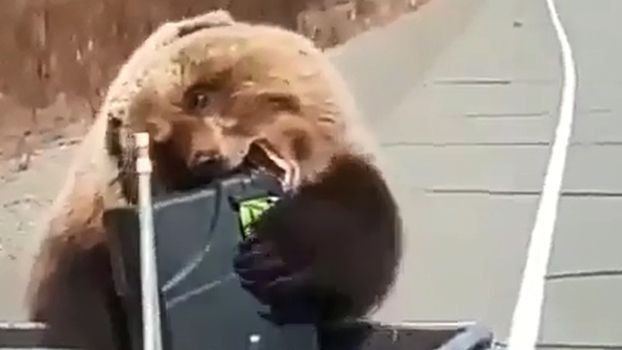 Медведь украл еду смотреть онлайн