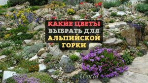 Какие цветы выбрать для альпийской горки.??