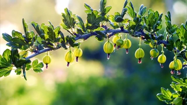 природа Саратовской области смотреть онлайн