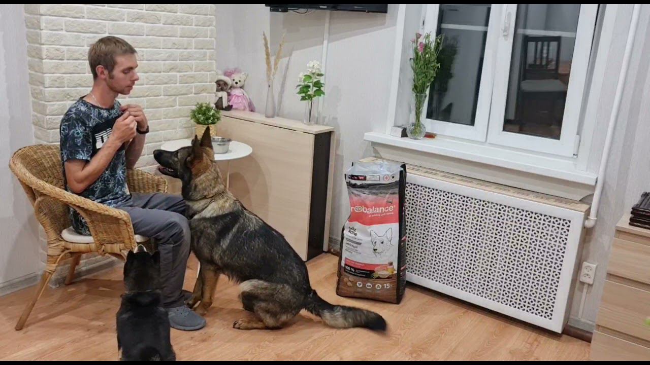 Учим простые команды с Probalance Immuno Adult Active смотреть онлайн