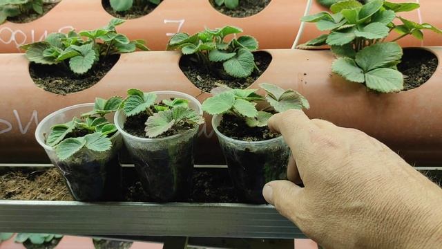 Клубника в трубах без солнечного света смотреть онлайн