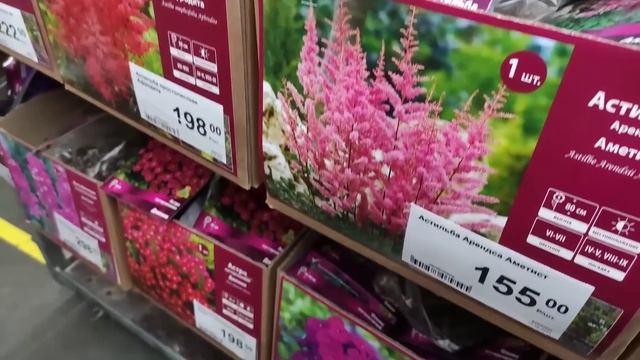 Розы агрофирма "Поиск" в Леруа Мерлен. Саженцы роз. Пионы. Клематисы. Орхидеи Фаленопсис. Москва смотреть онлайн