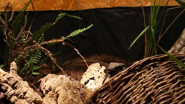 Varanus Dumerili Feeding смотреть онлайн