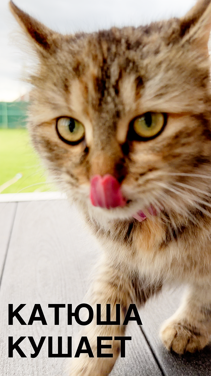 Катюша кушает 🧆 #кошка