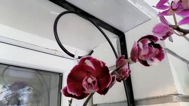 Обзор Цветения ph. Miki Crown и не только на орхобалконе😍🌺😍🌺😍🌺 смотреть онлайн