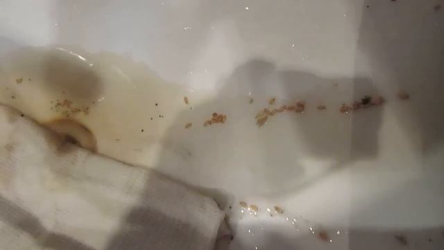 Проращиваем зерно для кур.