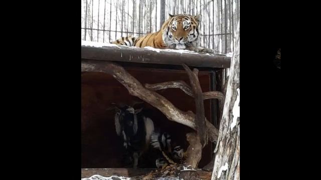 Амур и Тимур – история дружбы тигра и козла смотреть онлайн