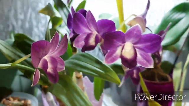 Орхидеи,которые удивили цветением😱😁👍 смотреть онлайн