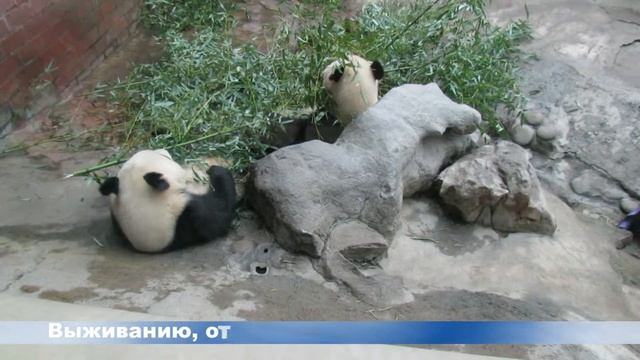 Удивительный мир животных смотреть онлайн