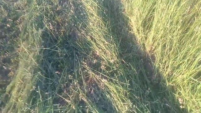 косим траву мотоблоком зубр смотреть онлайн