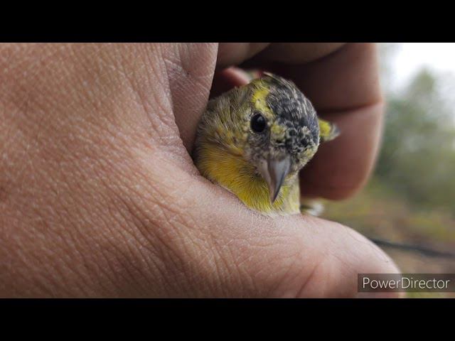 Ловля певчих птиц 4 сентября 2021 год. смотреть онлайн