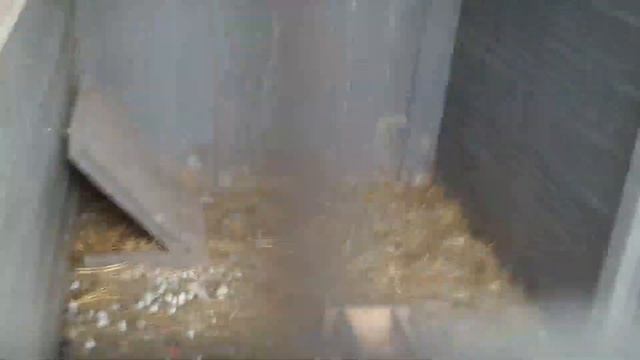 Фазаны//Купил самку королевского фазана и уточку крякву//11 февраля 2023 год смотреть онлайн