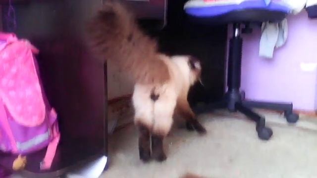 Кот поцарапал собственную хозяйкк?! смотреть онлайн