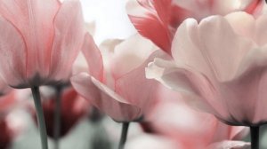 Ева Польна - Разбить души твоей окна