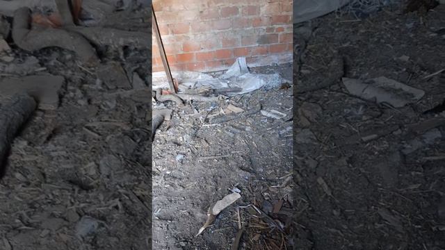 Бугай лабрадор