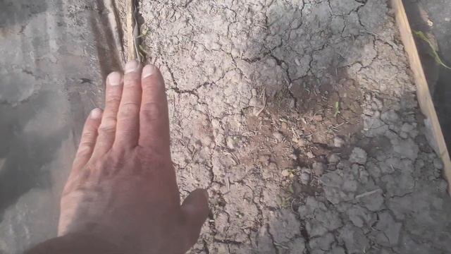 Как определить, поливать или нет?