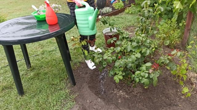 УХОД ЗА РОЗАМИ. Как ухаживать за розами летом смотреть онлайн