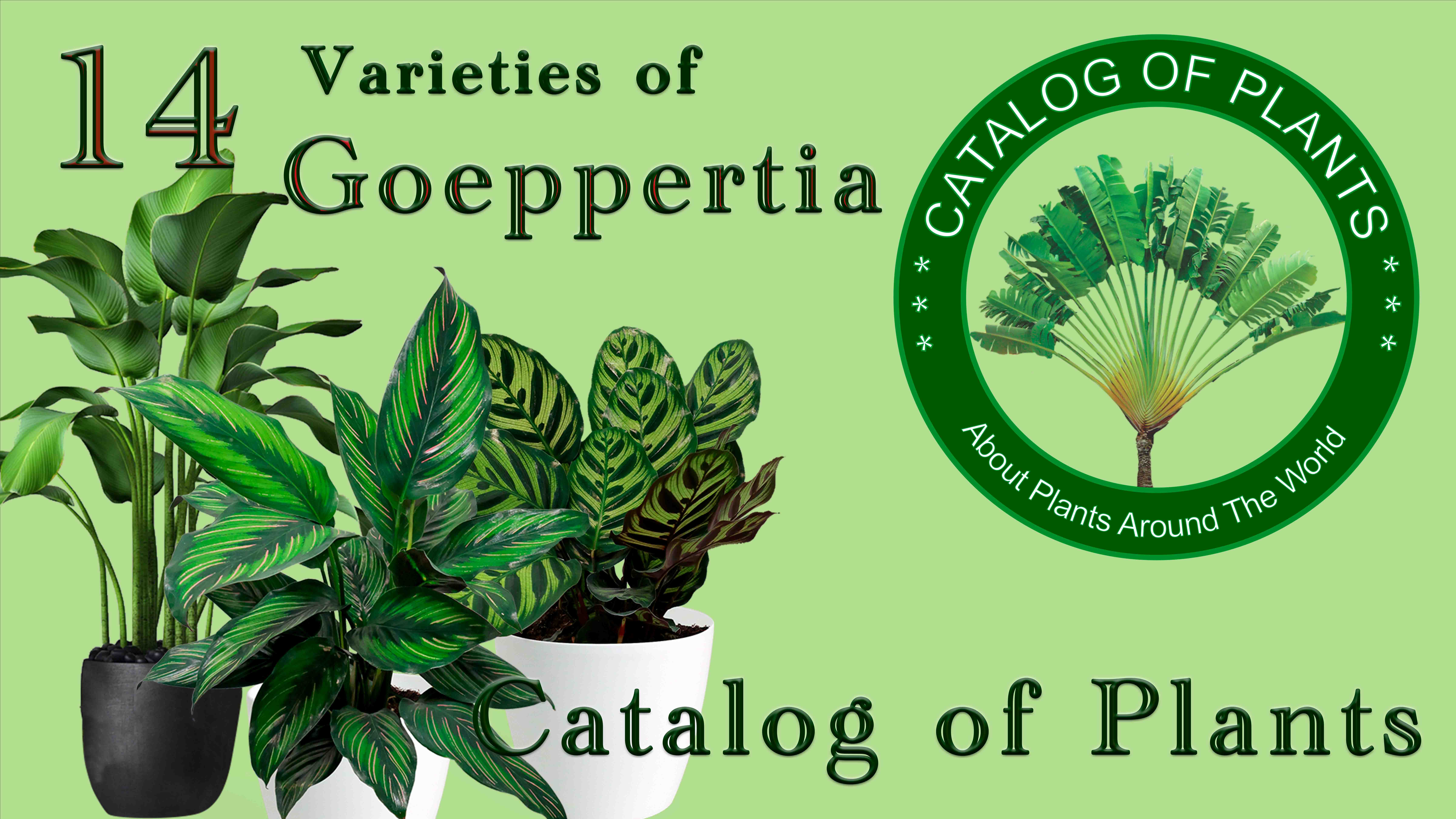 14 Varieties Of Goeppertia From Catalog Of Plants | Ornamental Plants | ?? Panama |