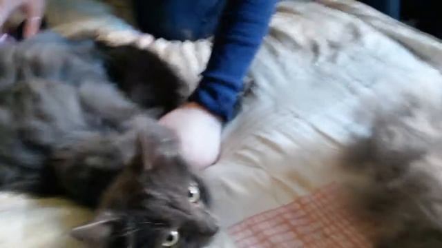 Вычесываем Нибелунга ФУРминатором для короткошерстных кошек смотреть онлайн
